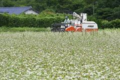 出来は上々 夏そば間近