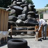 日光のおさるランド、猿山を改装　ヒツジやウサギと触れ合えるアニマルバレーに