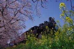 SL、桜、菜の花が競演　真岡鉄道の北真岡駅東側