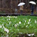 ミズバショウが見頃　日光・上三依水生植物園
