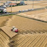 ビール大麦の収穫　小山
