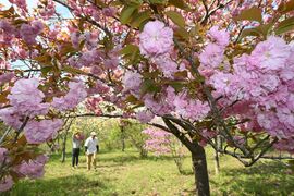 春の里山のんびり散策を　茂木「花の山」でヤエザクラなど見頃