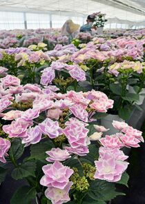 アジサイ出荷ピーク　鹿沼