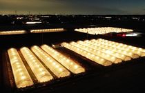 イチゴの電照栽培　真岡