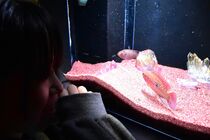 なかがわ水遊園で冬の企画展
