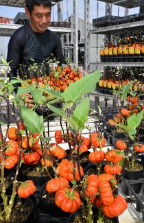 観賞用パンプキンが出荷最盛期