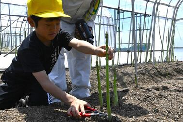那須塩原・箒根学園の児童がアスパラの収穫体験　はさみで丁寧にカット　食の大切さ学ぶ