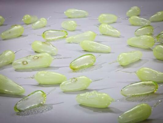 　イワニ・スケース「えぐられた大地」（２０１７年、ウランガラス〈宙吹き〉、石橋財団アーティゾン美術館、（Ｃ）Ｃｏｕｒｔｅｓｙ　ｔｈｅ　Ａｒｔｉｓｔ　ａｎｄ　ＴＨＩＳ　ＩＳ　ＮＯ　ＦＡＮＴＡＳＹ）（提供写真）