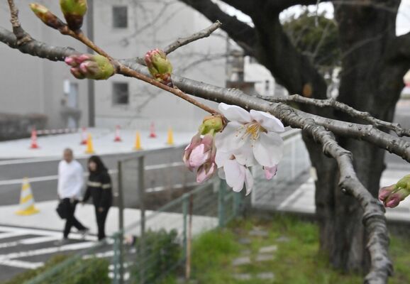 花を咲かせた宇都宮地方気象台の標本木＝31日午後５時35分、宇都宮市明保野町