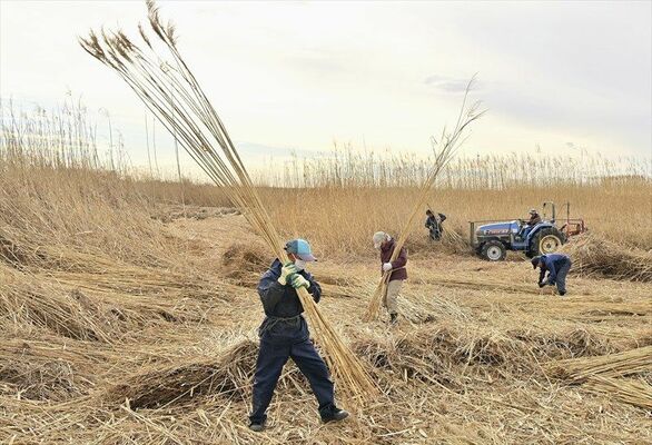 渡良瀬遊水地で進むヨシ刈り＝18日午後２時15分、栃木市藤岡町部屋