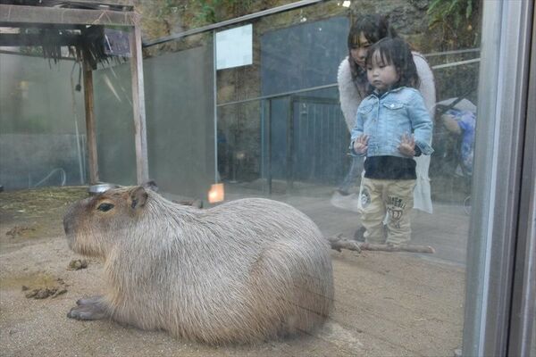 再展示が始まったカピバラ