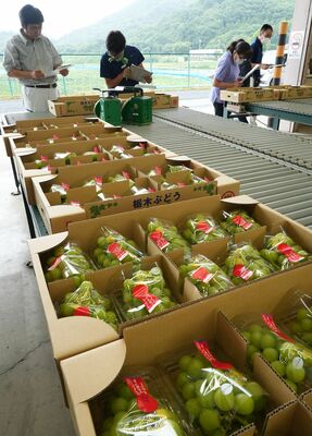 出品されたブドウを審査する関係者ら