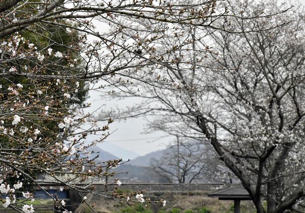 三分咲きほどの益子町の小貝川親水公園＝５日午前