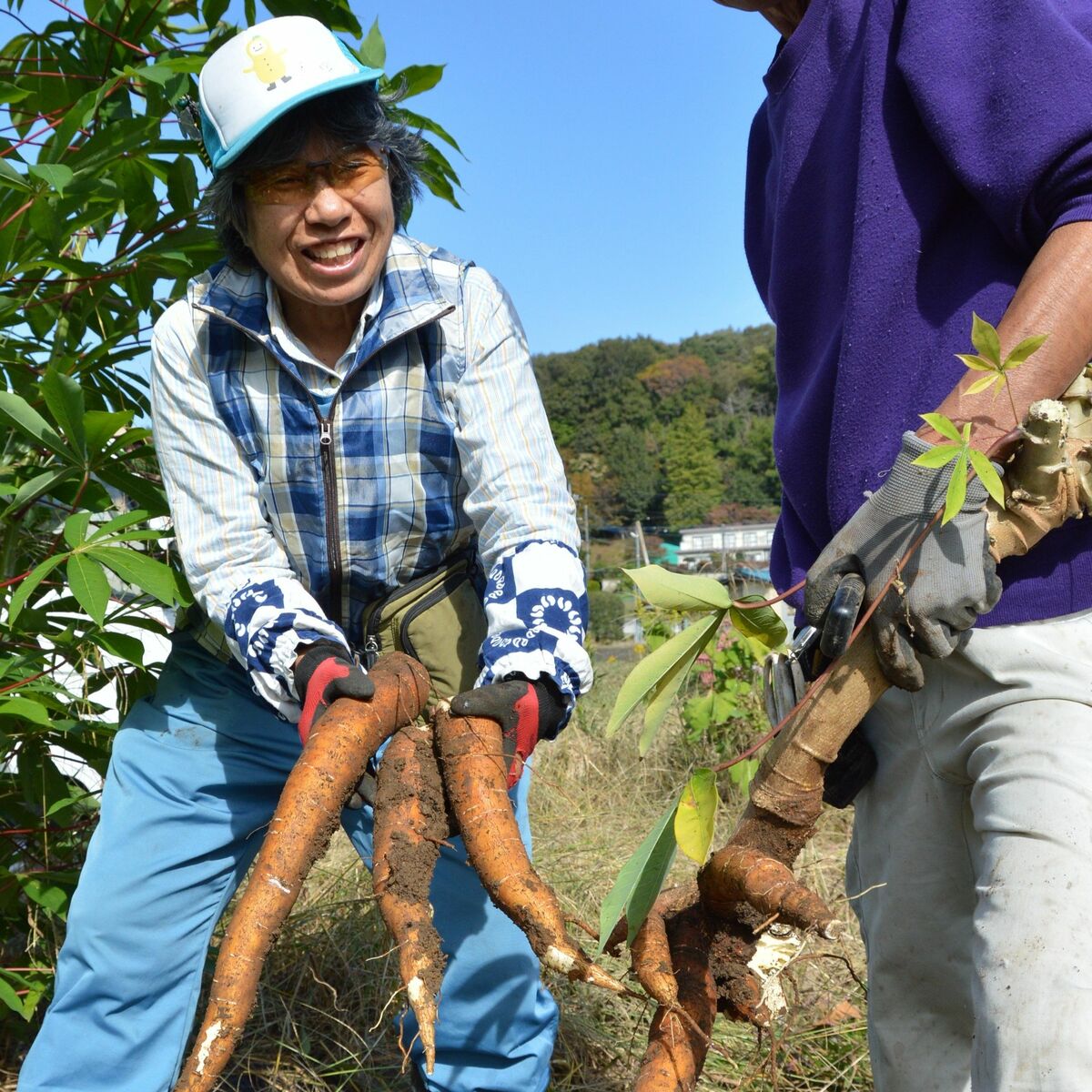 キャッサバ芋を給食に 茂木の松本さん栽培 町内4校で提供｜県内主要