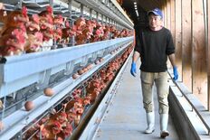 止まらぬ鶏卵・鶏肉の価格高騰　栃木県内の業者など先見えぬ苦境