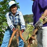 キャッサバ芋を給食に　茂木の松本さん栽培　町内４校で提供