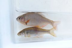 ミヤコタナゴ4年連続減　矢板