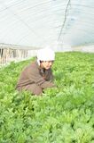 鍋料理を彩る名脇役「春菊」　栄養素豊かな冬の定番　みずみずしい早朝から収穫