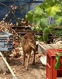 古河でキョン捕獲