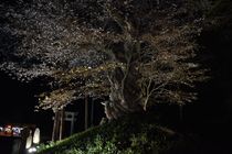 山桜がライトアップ　大田原
