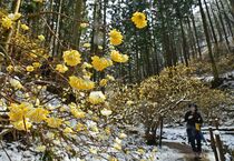妖精の森雪化粧
