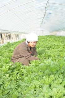 鍋料理を彩る名脇役「春菊」　栄養素豊かな冬の定番　みずみずしい早朝から収穫