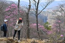 日光・明知平周辺でアカヤシオ見頃