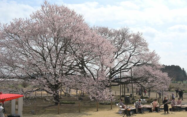 八分咲きとなった淡墨桜
