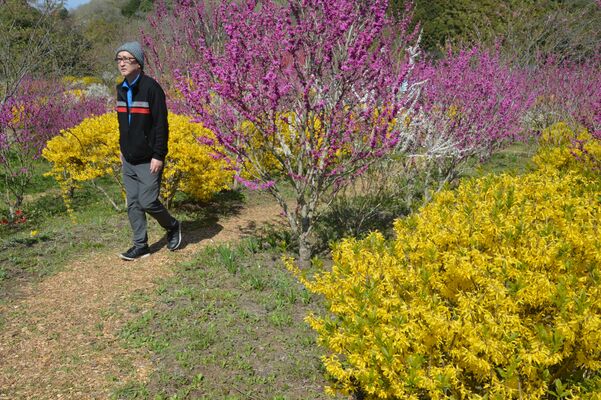 レンギョウやハナズオウが見頃を迎えている庭園