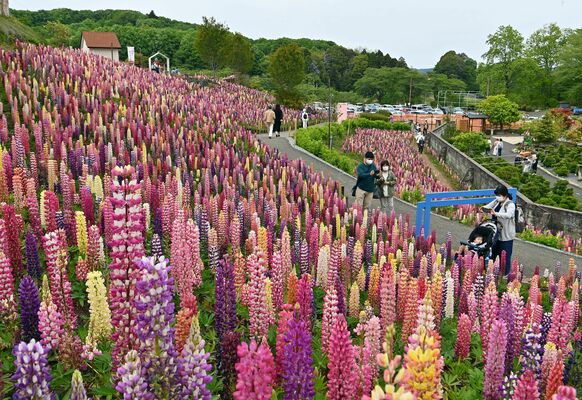 斜面を鮮やかに彩る色とりどりのルピナス＝24日午後１時55分、鹿沼市茂呂