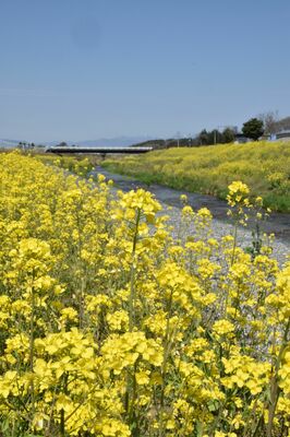 巻川を挟んだ両岸に咲く菜の花