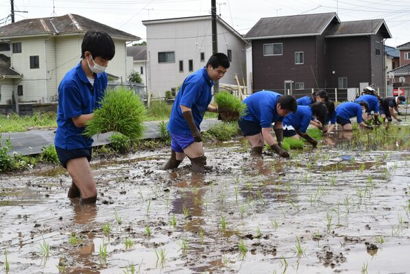 苗を手植えする栃木農業高の生徒＝栃木市