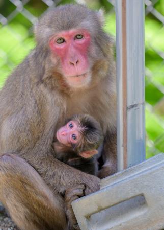 赤ちゃん猿さん専用 動物園・水族館の赤ちゃん､観察のポイントは？ 子ザルのパンチには世界