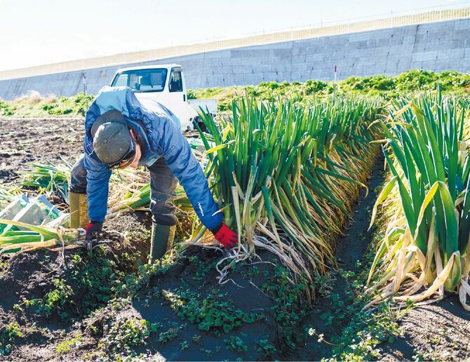 土を落とし、調整作業後に出荷します