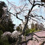 西行桜が優美に見頃　大田原・光丸山法輪寺　御朱印帳も製作
