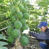 酷暑乗り越え…今年も青パパイア採れました　茂木の寺山地区　道の駅などでお得に販売
