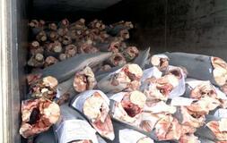 冷凍アオザメ、密輸未遂の疑い