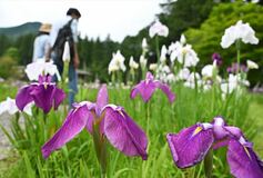 鹿沼・古峯神社でハナショウブ見頃