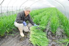 ＜81＞甘さ格別「一番刈り」　肉厚で濃厚かみつがのニラ　「にらそば」で消費促進