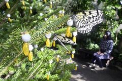 【夕刊】チョウ舞い神秘的な雰囲気に