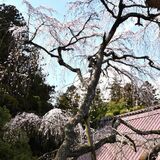 西行桜が優美に見頃　大田原・光丸山法輪寺　御朱印帳も製作
