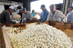 繭の出荷始まる　小山