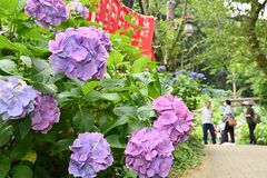 栃木・太平山でアジサイ見頃