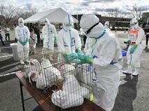 家畜伝染病に備え演習