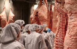 丹精した和牛 肉質競う　