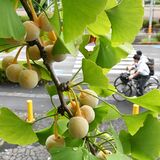 ギンナンに秋の気配　宇都宮のイチョウ並木　８日は「白露」【動画】