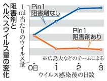 ヘルペス増殖抑制、新方法発見