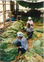 収穫した葉タバコを伸ばして乾燥する作業を行う農家（昭和40年代、町教育委員会提供）