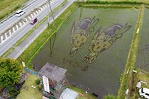 国体田んぼアート