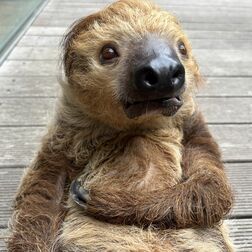 フタユビナマケモノ　栃木県なかがわ水遊園・日下部雄太さん　指で種類を見分けよう　野生は15時間以上眠る